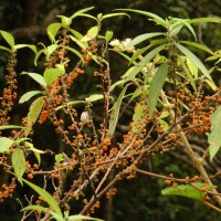 Debregeasia longifolia (Burm.f.) Wedd.